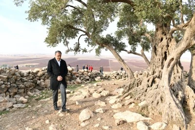 1.314 yıllık Cudi Zeytin Ağacı i&ccedil;in &ccedil;evre d&uuml;zenleme projesi başlıyor
