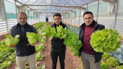 Belediye Seralarında Kış Hasadı Başladı