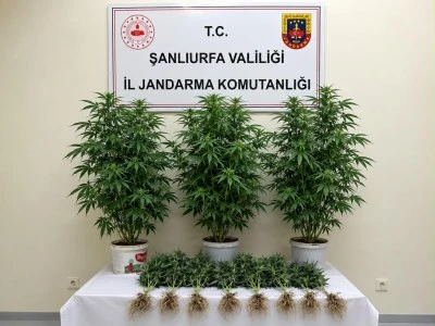Bozova'da Jandarmadan Kenevir Operasyonu: 13 K&ouml;k Ele Ge&ccedil;irildi