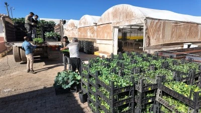 Büyükşehir Belediyesi 400 Bin Mevsimlik Çiçeği Toprakla Buluşturuyor