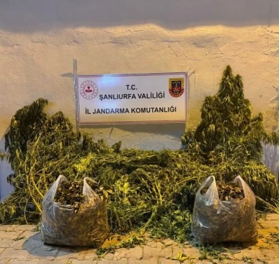 Eyy&uuml;biye&rsquo;de Uyuşturucu Operasyonu: 625 K&ouml;k Kenevir ve 4 Kilo Esrar Ele Ge&ccedil;irildi