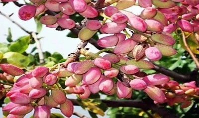 Fıstık hasadı &ouml;ncesi g&uuml;venlik seferberliği