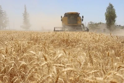 Şanlıurfa Büyükşehir Belediyesi’nden Buğday Hasadı  