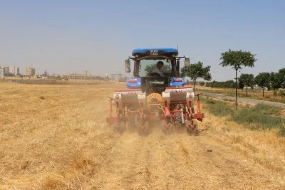 Anıza doğrudan mısır ekimi yapıldı