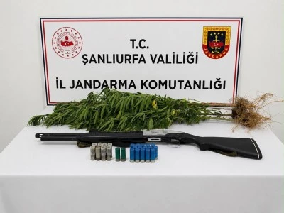 Halfeti&rsquo;de Yasa Dışı Kenevir Operasyonu: 1 Ş&uuml;pheli G&ouml;zaltında