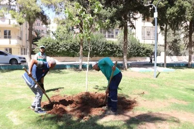 Haliliye’de ağaçlandırma çalışmaları sürüyor