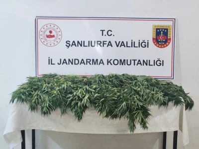 Jandarmadan Uyuşturucu Operasyonu: 2 Gözaltı