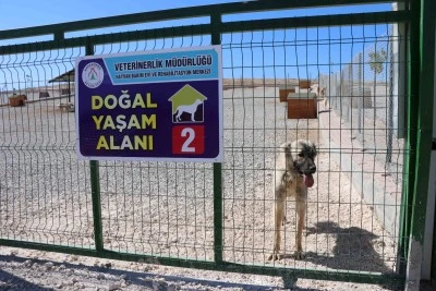 Karaköprü’de Sokak Hayvanları İçin Doğal Yaşam Alanı Oluşturuldu