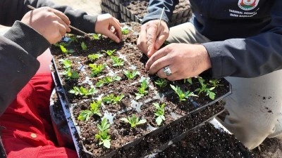 Şanlıurfa B&uuml;y&uuml;kşehir Belediyesi 400 Bin Yazlık &Ccedil;i&ccedil;ek &Uuml;retiyor
