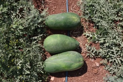 Şanlıurfa Büyükşehir Belediyesi Ata Tohumlarıyla Yerel Üretimi Güçlendiriyor