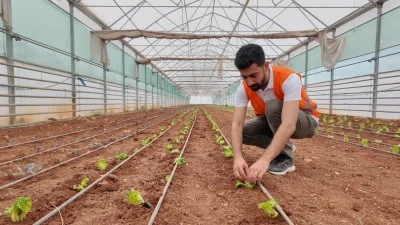 Şanlıurfa Büyükşehir Belediyesi Kışlık Sebze Üretimine Seralarda Başladı