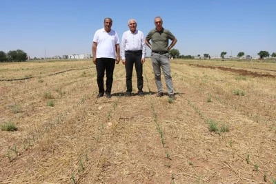 Şanlıurfa Büyükşehir Belediyesi’nden Çiftçiye Örnek Uygulama: Anıza Doğrudan Mısır Ekimi