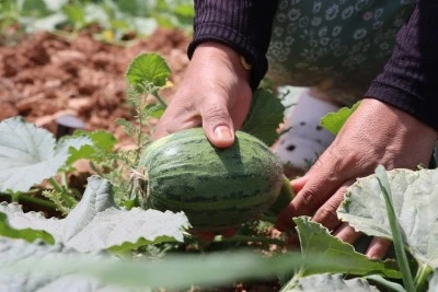 Şanlıurfa’da Ata Tohumlarından İlk Hasat