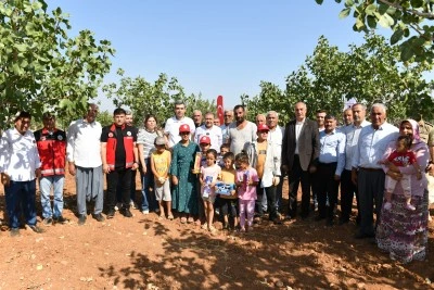 Şanlıurfa’da Boz Fıstık Hasadı Başladı