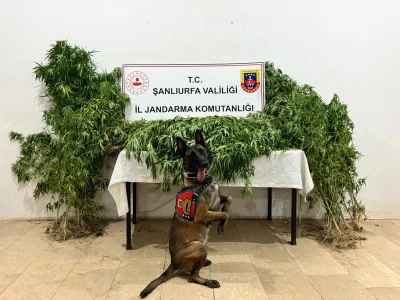 Şanlıurfa’da Narkotik Operasyonları: 12 Şüpheli Gözaltında