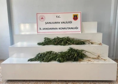 Şanlıurfa&rsquo;da Uyuşturucu Operasyonları: 24 K&ouml;k Kenevir Ele Ge&ccedil;irildi