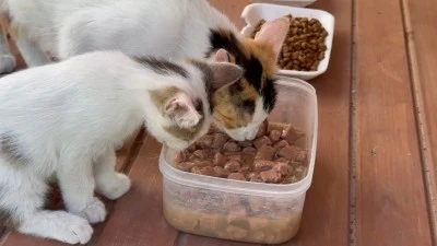 Sokak Kedileri İ&ccedil;in 12 Kedi Evi Kuruldu