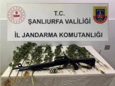 Suru&ccedil;&rsquo;ta 15 k&ouml;k kenevir ve ruhsatsız t&uuml;fek ele ge&ccedil;irildi