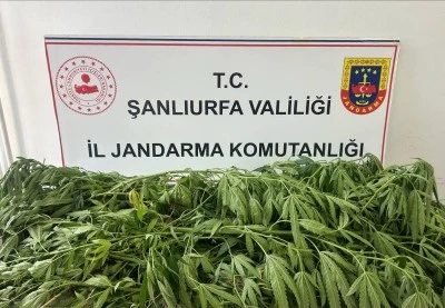 Suru&ccedil;&rsquo;ta 35 K&ouml;k Kenevir Ele Ge&ccedil;irildi