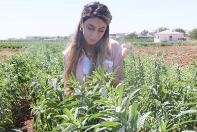 Urfa Susamı Yeniden Toprakla Buluşuyor