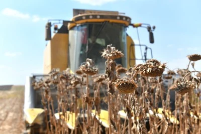 Vali Şıldak, Ceylanpınar’da Ayçiçeği Hasadına Katıldı