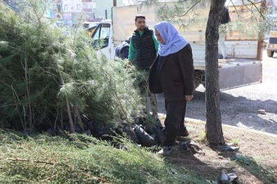 Viranşehir Belediyesi&rsquo;nden Vatandaşlara &Ccedil;am Fidanı Dağıtımı