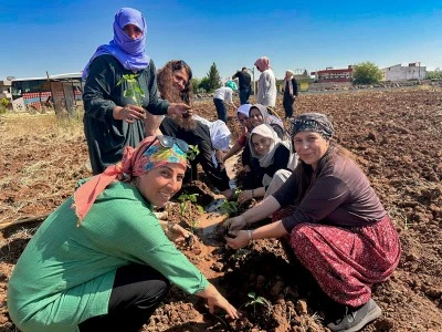 Viranşehir'de Kadın Kom&uuml;n Bostanı'nda Ekim Mesaisi Başladı